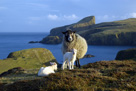 Shetland ewe and lambs