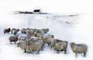Shetland sheep in snow.