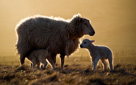 Shetland ewe and her lambs