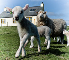 Ewe and lambs
