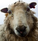 Shetland ewe