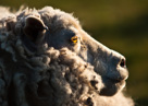 Shetland ewe