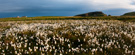 Cotton grass panorama