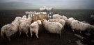 Shetland sheep