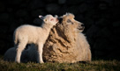 Shetland ewe and lamb