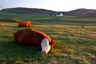 Cows