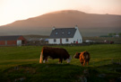 Cows