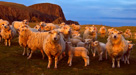 Shetland sheep