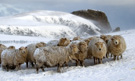 Sheep in snow