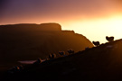 Evening light, West Cliffs