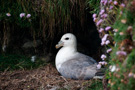 Seabird