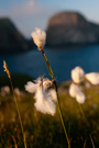 Cotton Grass