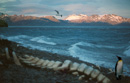 South Georgia