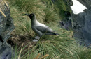 South Georgia