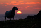 Fair Isle